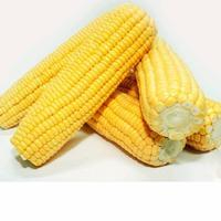 

JAGUNG SAYUR [1 Buah, ±250g]