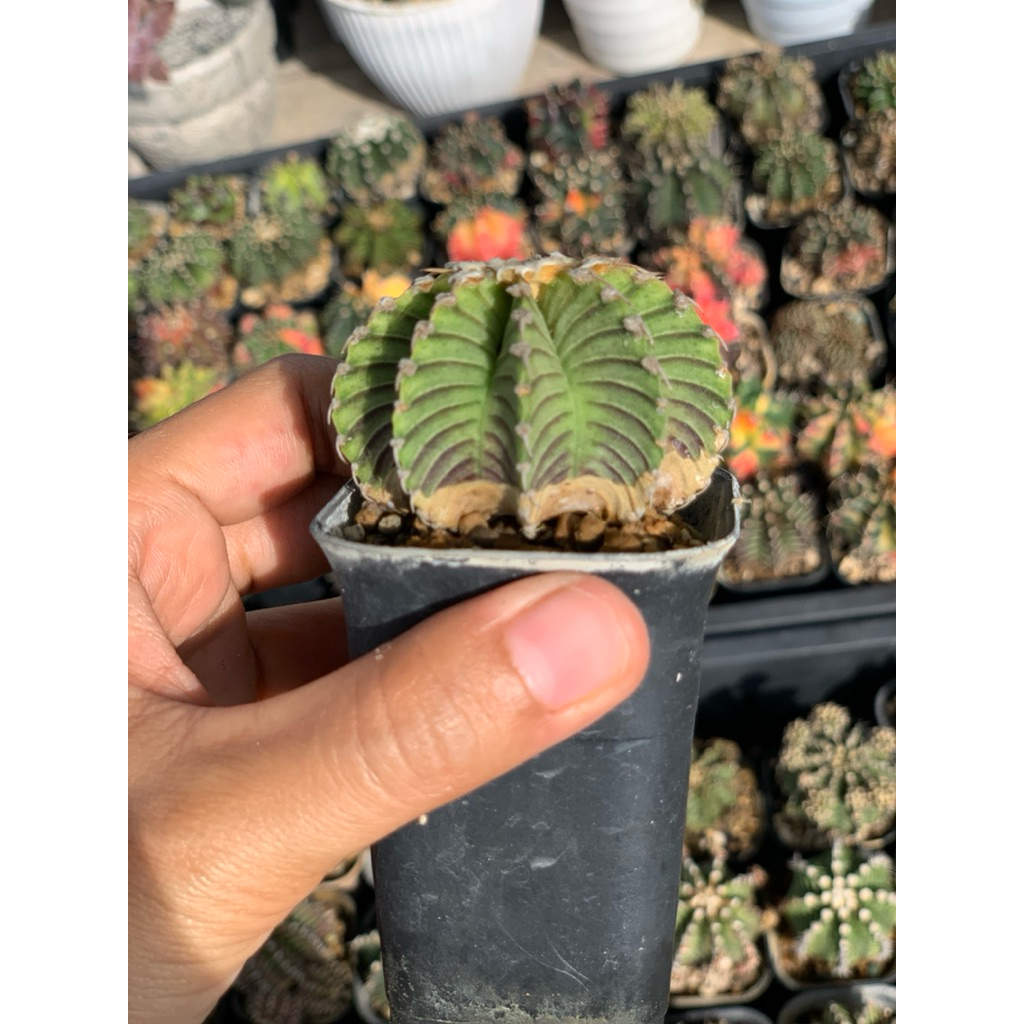 Gymnocalycium LB 2178 original ( kaktus gymno lb2178 ori seedling tanaman hias hidup gurun