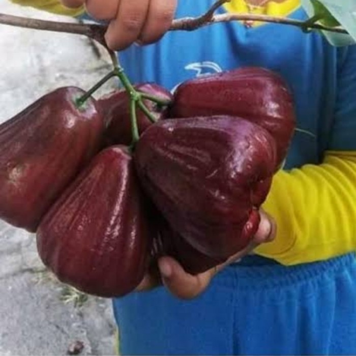 Bibit Jambu Air Mutiara Hitam / Bibit Jambu Air Mutiara Hitam Okulasi Cepat Berbuah