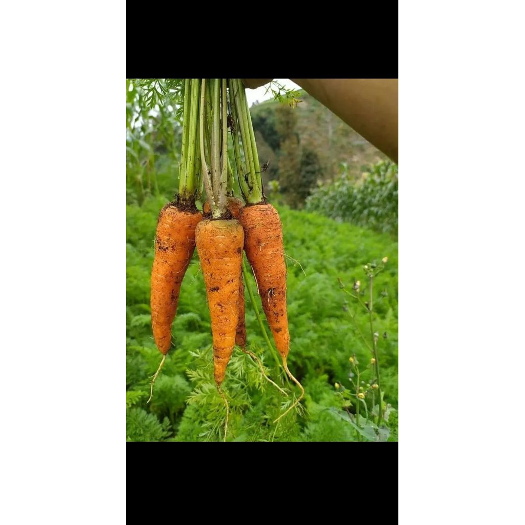 

wortel sayur super 1 kg baru panen dari kebun