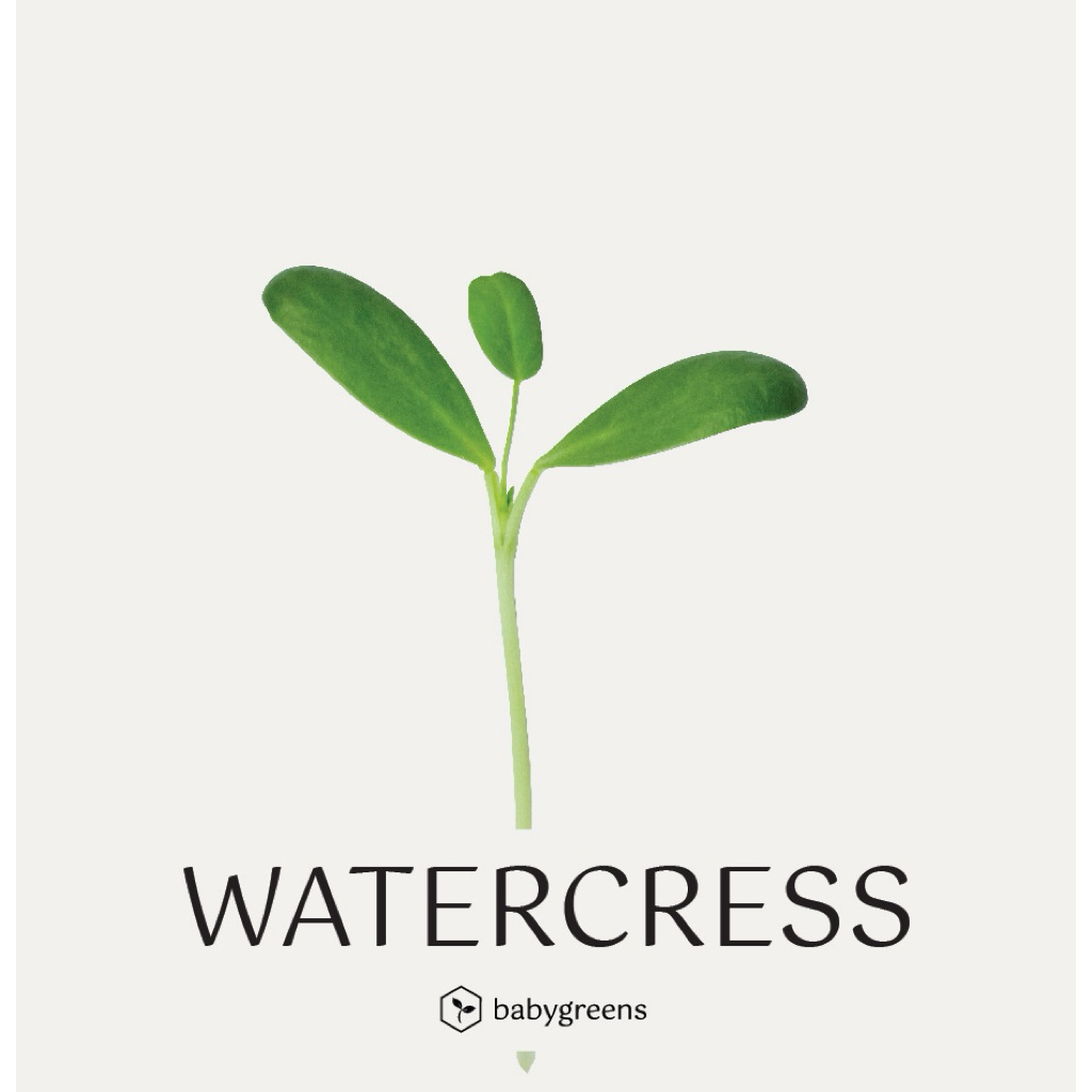 

[BABYGREENS] Watercress Microgreens - 30 gr