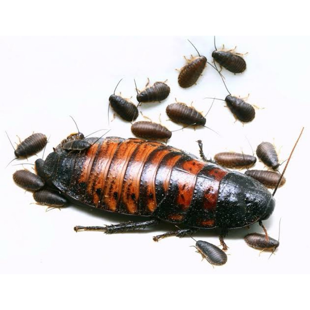 Anakan anak kecoa madagaskar untuk makanan reptil 1-2 cm
