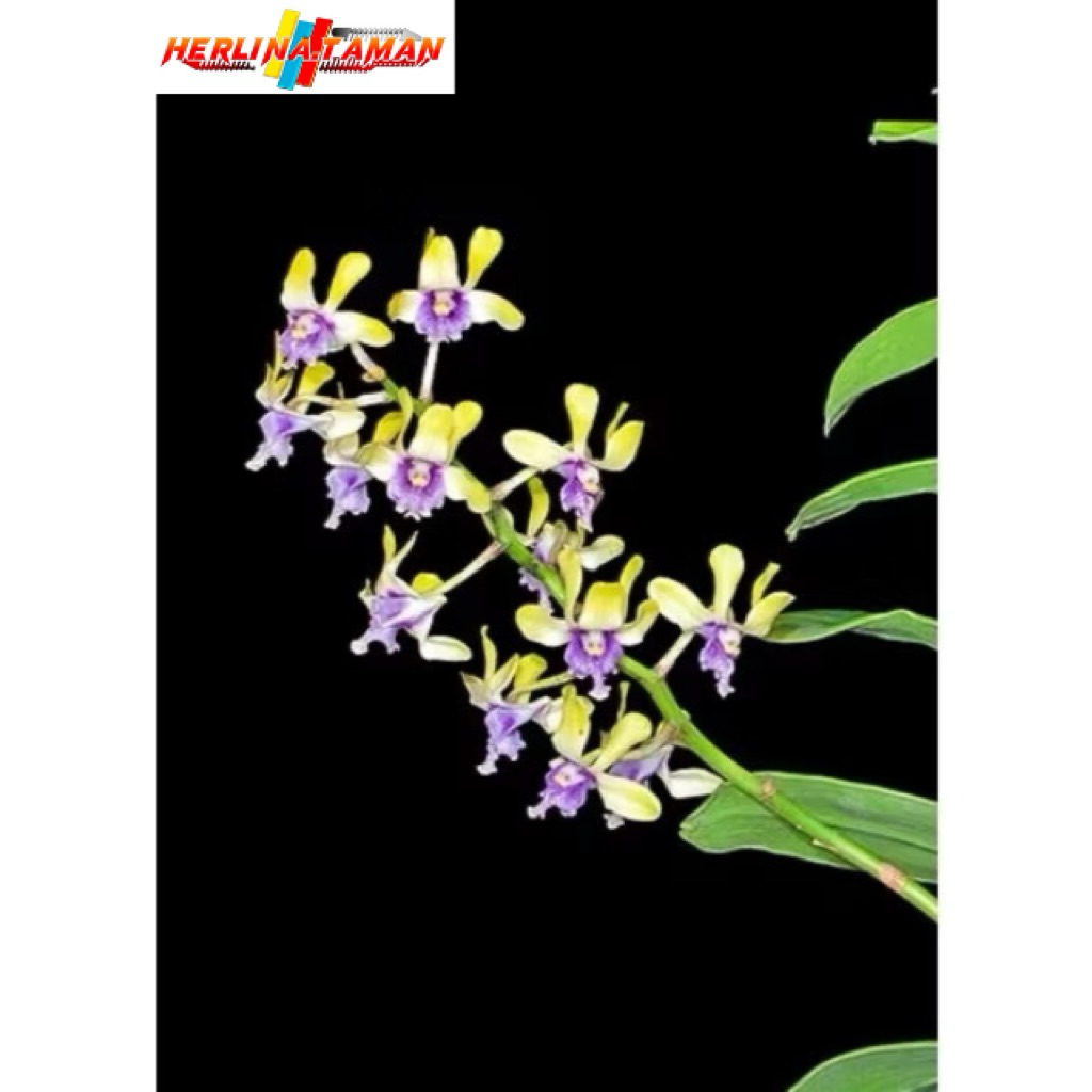 Anggrek Besi Papua / Dendrobium Violaceoflavens - REMAJA
