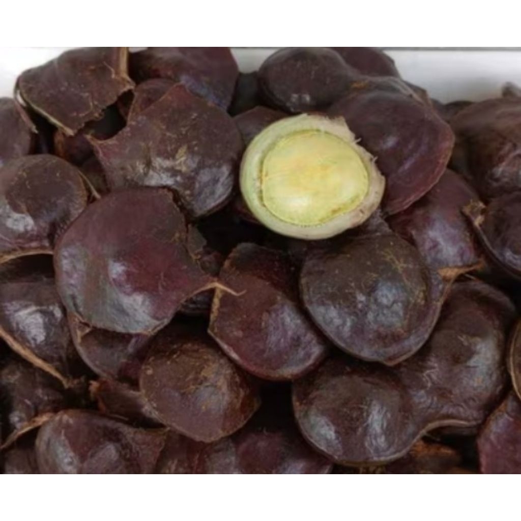 

JENGKOL MUDA LALAPAN BELUM DI KUPAS MASIH CANGKANG