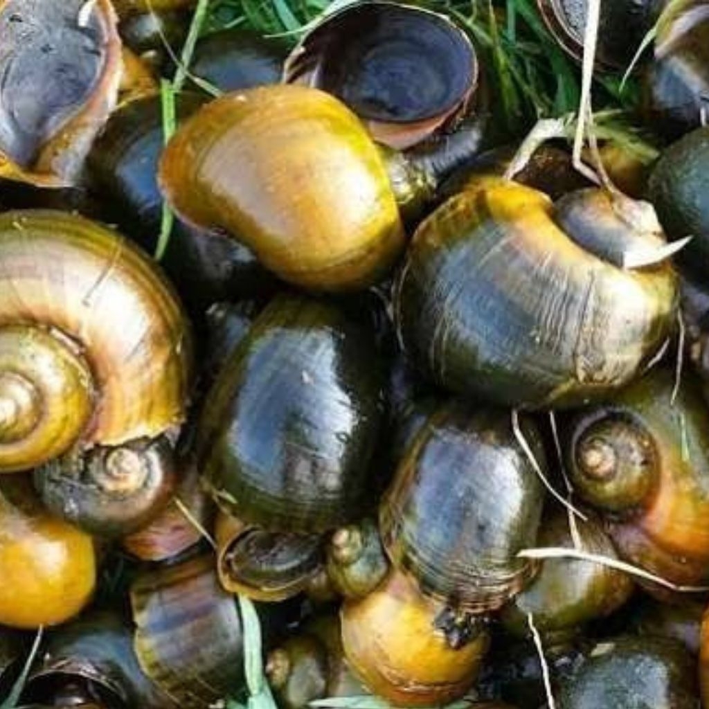 

keong sawah keong mas 1 kg