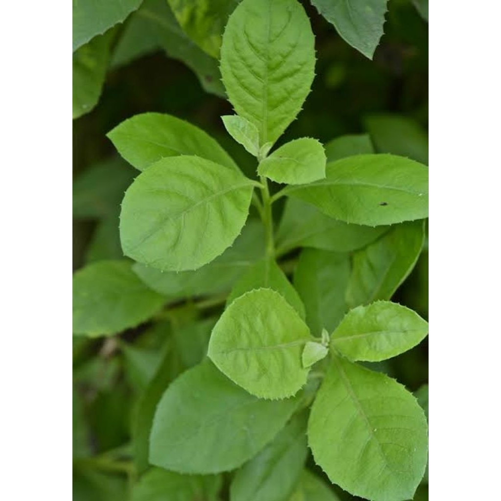 

Daun Beluntas 500gram