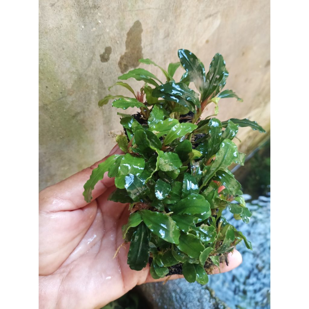 buce tanaman aquascape