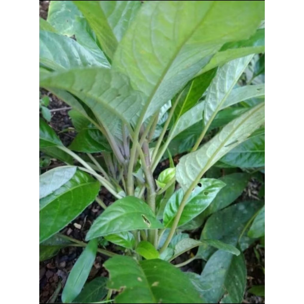 

Daun reundeu segar untuk lalapan perikat