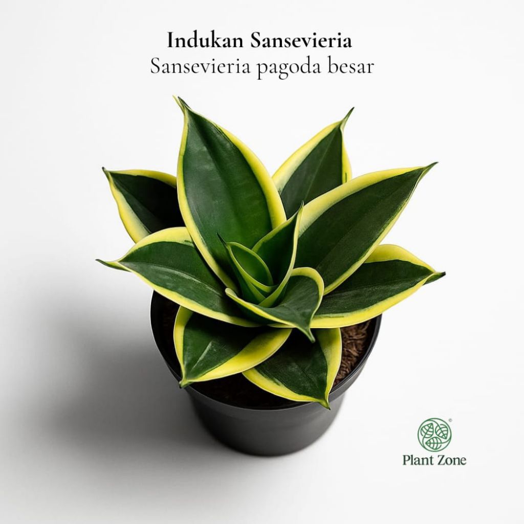 Plant Zone - Indukan Sansevieria / Sansivera Pagoda Jade Dewasa Premium
