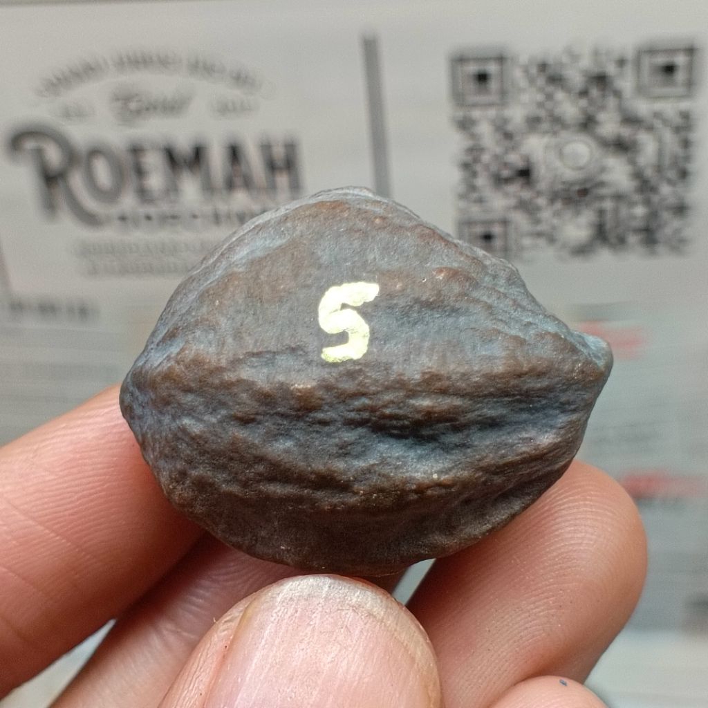 Muncang Adu A Mayit Domba kode 5