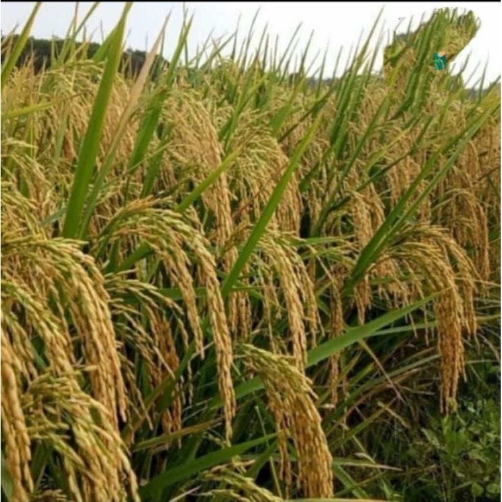 BENIH PADI INPARI 32 1KG