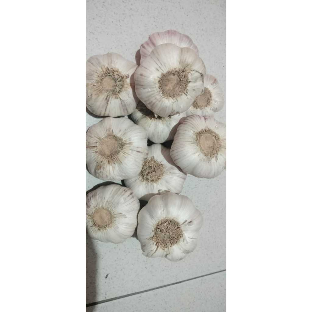 

Bawang Putih jumbo