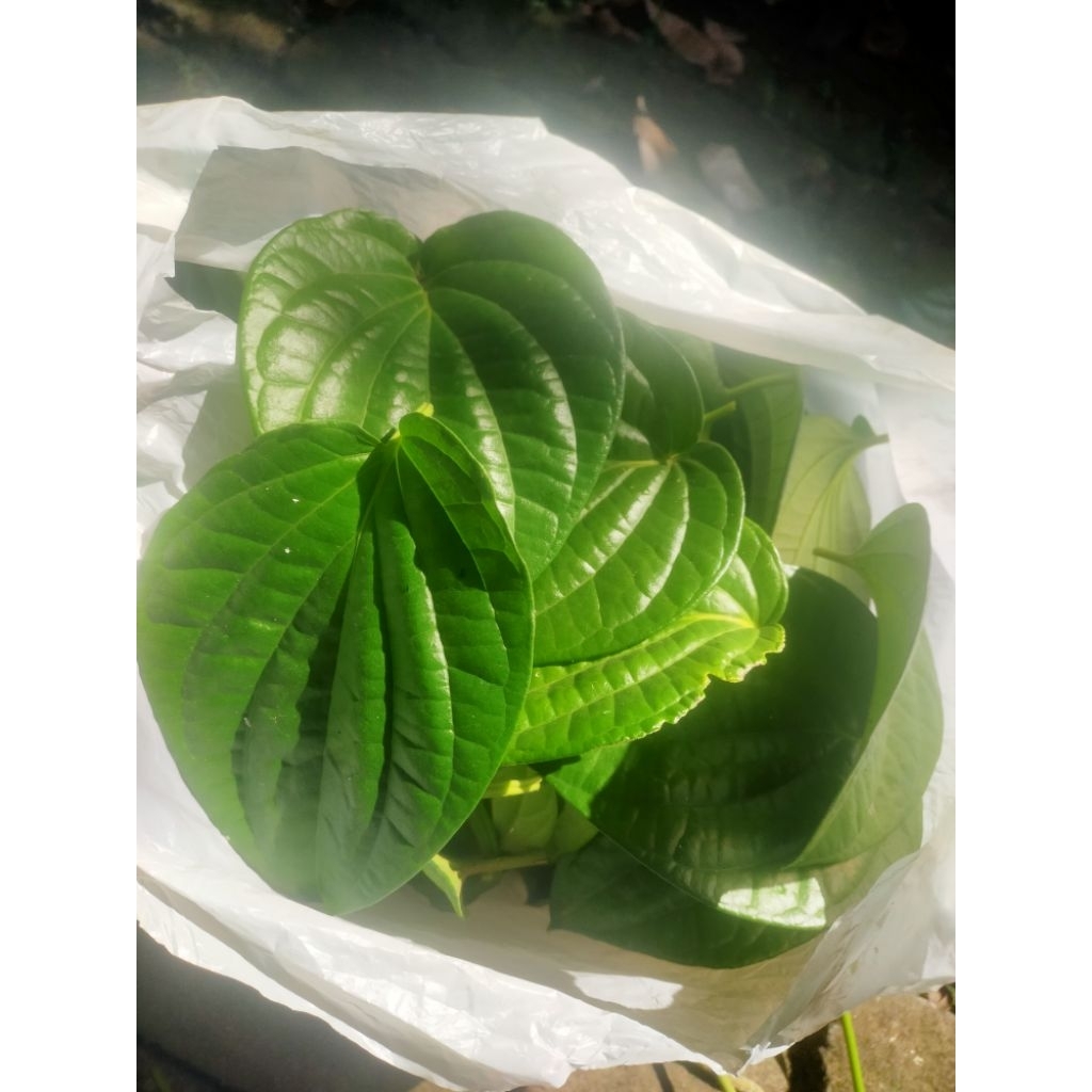 

Daun sirih Segar