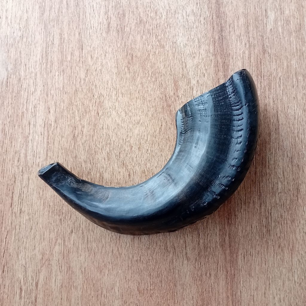 shofar 13.5 inch