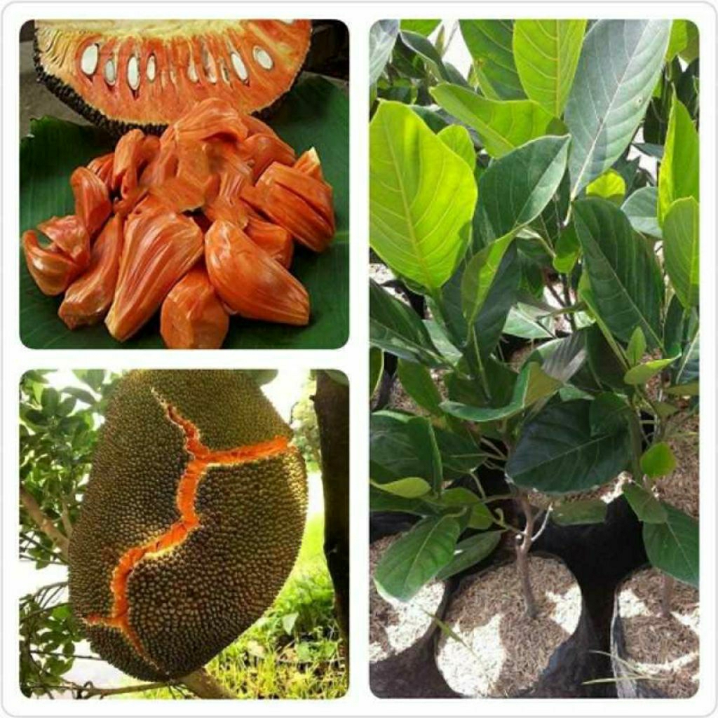 Bibit Nangka Merah Madu Jumbo Hasil Okulasi Super Unggul Cepat Berbuah