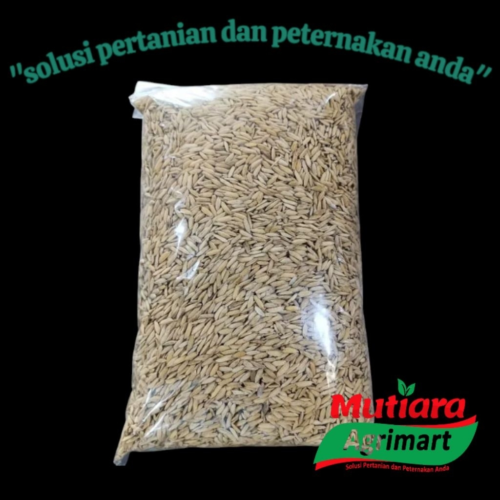 GABAH MERAH 1KG  // GABAH PAKAN AYAM BANGKOK // GABAH PAKAN HAMSTER // GABAM BERKUALITAS