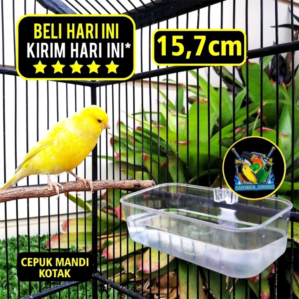 CEPUK MANDI BURUNG KOTAK
