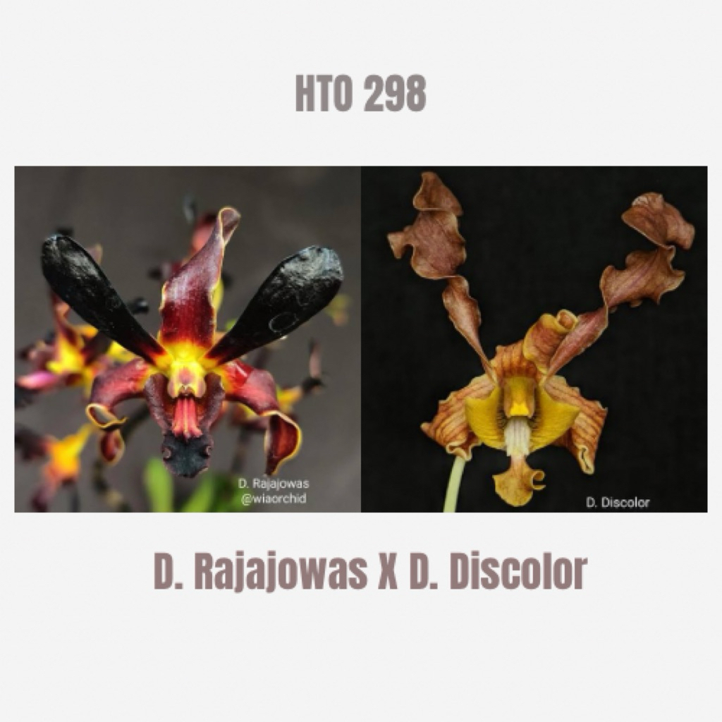 Dendrobium Rajajowas X Discolor Remaja Tanaman Anggrek