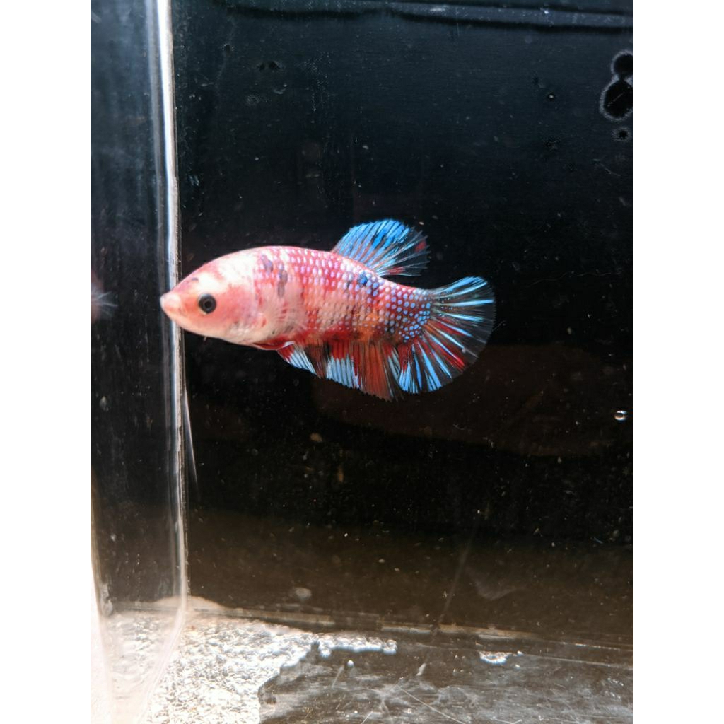 Ikan Cupang Hias Giant Multi Metalic Realpict