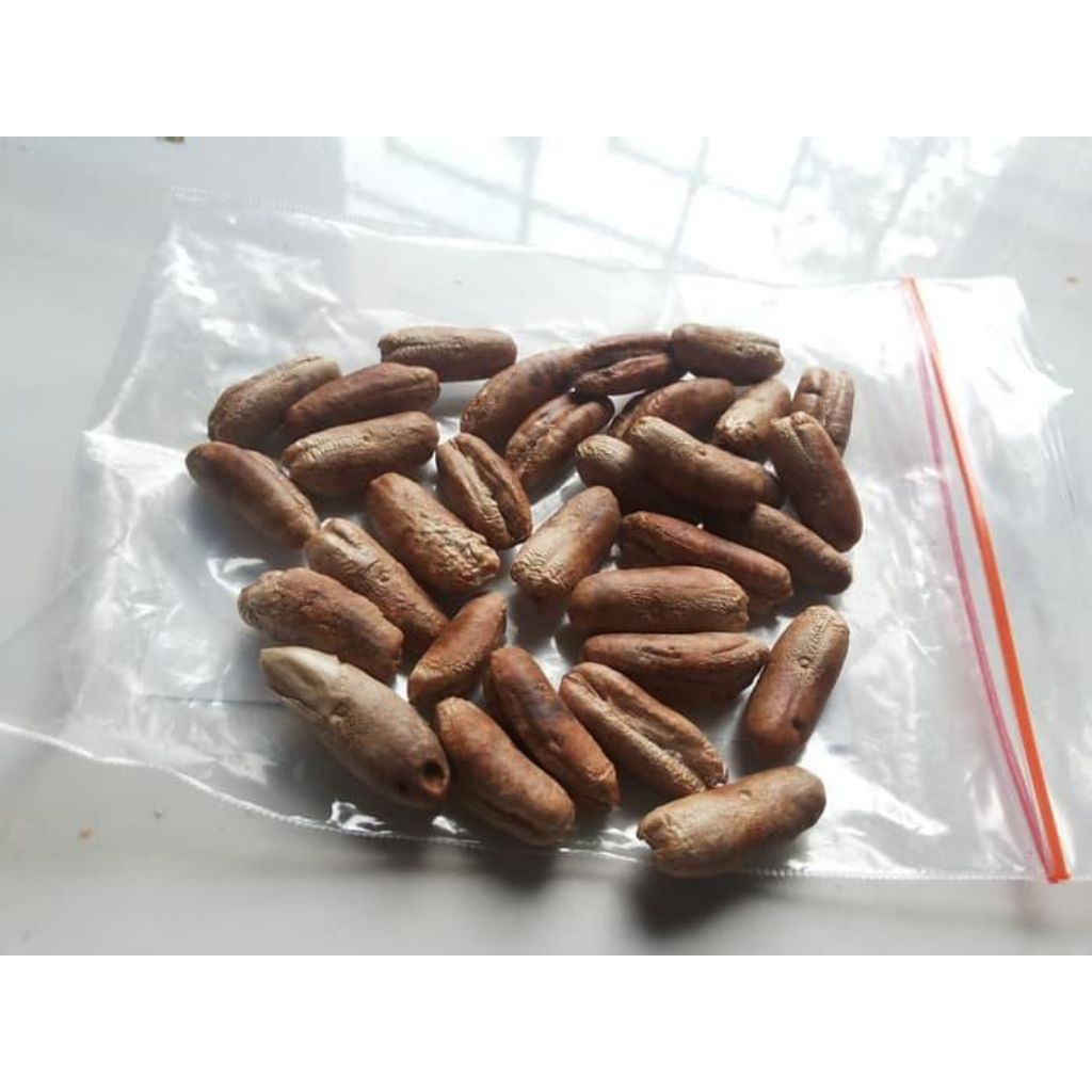 Kecambah BENIH BIJI Kurma H1 Thailand adaptip dengan iklim Tropis