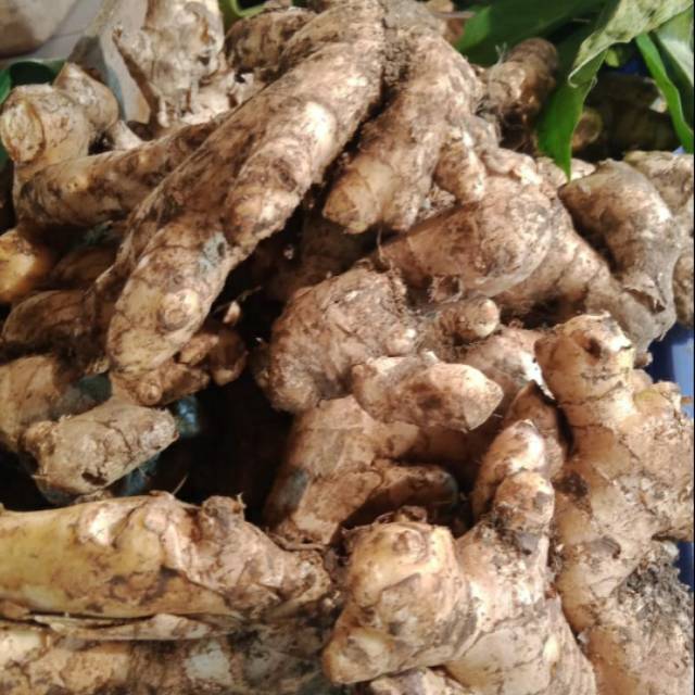

Rempah Segar Jahe 1 kilogram