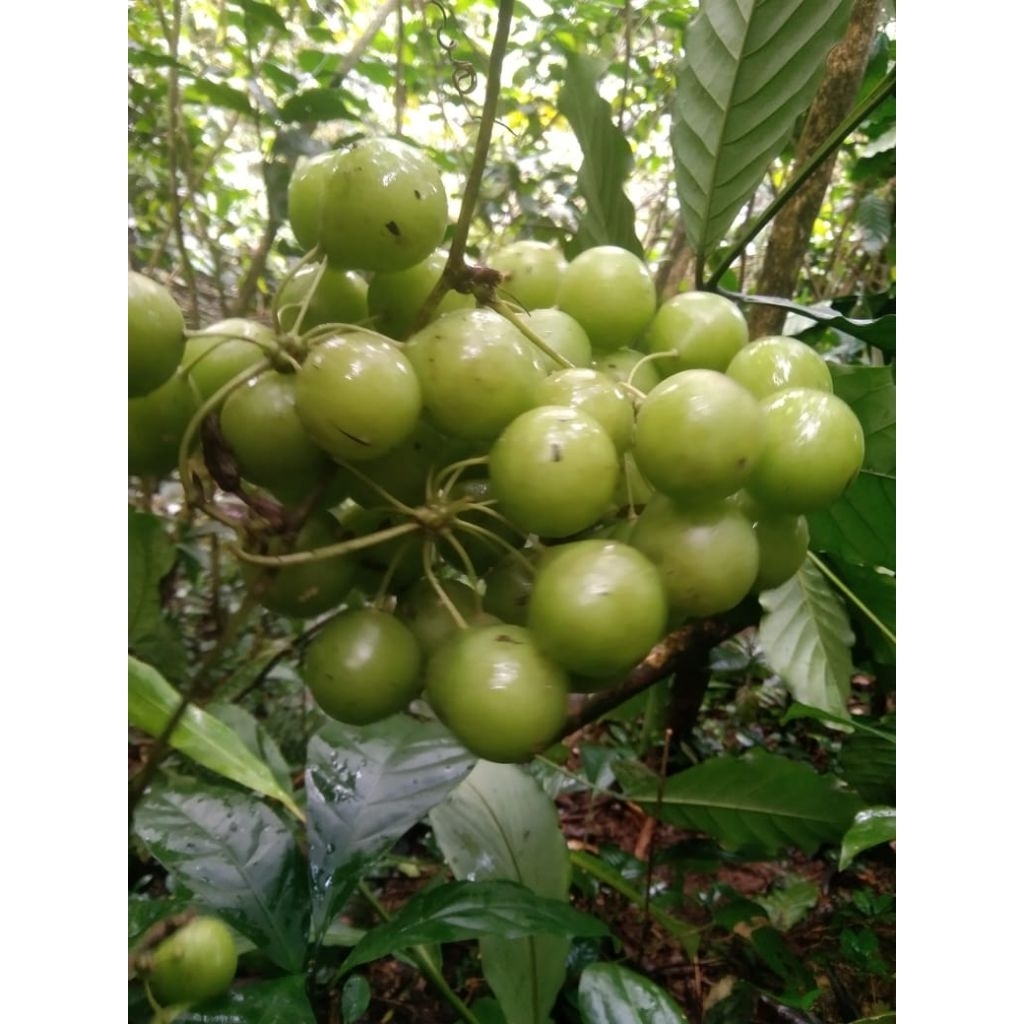 

buah canar bahan manisan 1 kg