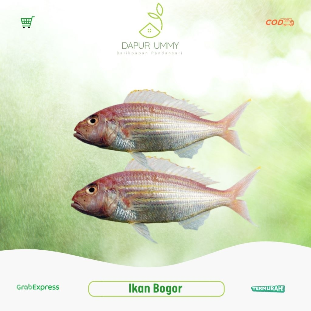 

BOGOR • Ikan Bogor • Ikan Kecil