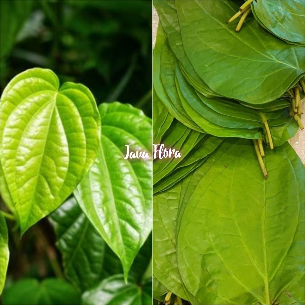 

daun sirih hijau segar organik untuk herbal / daun suruh /daun nyepah