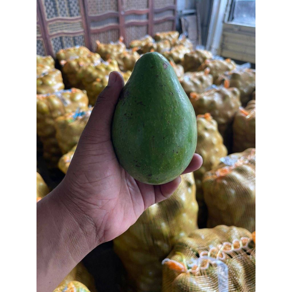 

ALPUKAT MENTEGA LOKAL SUPER GARANSI DI KIRIM MENTAH