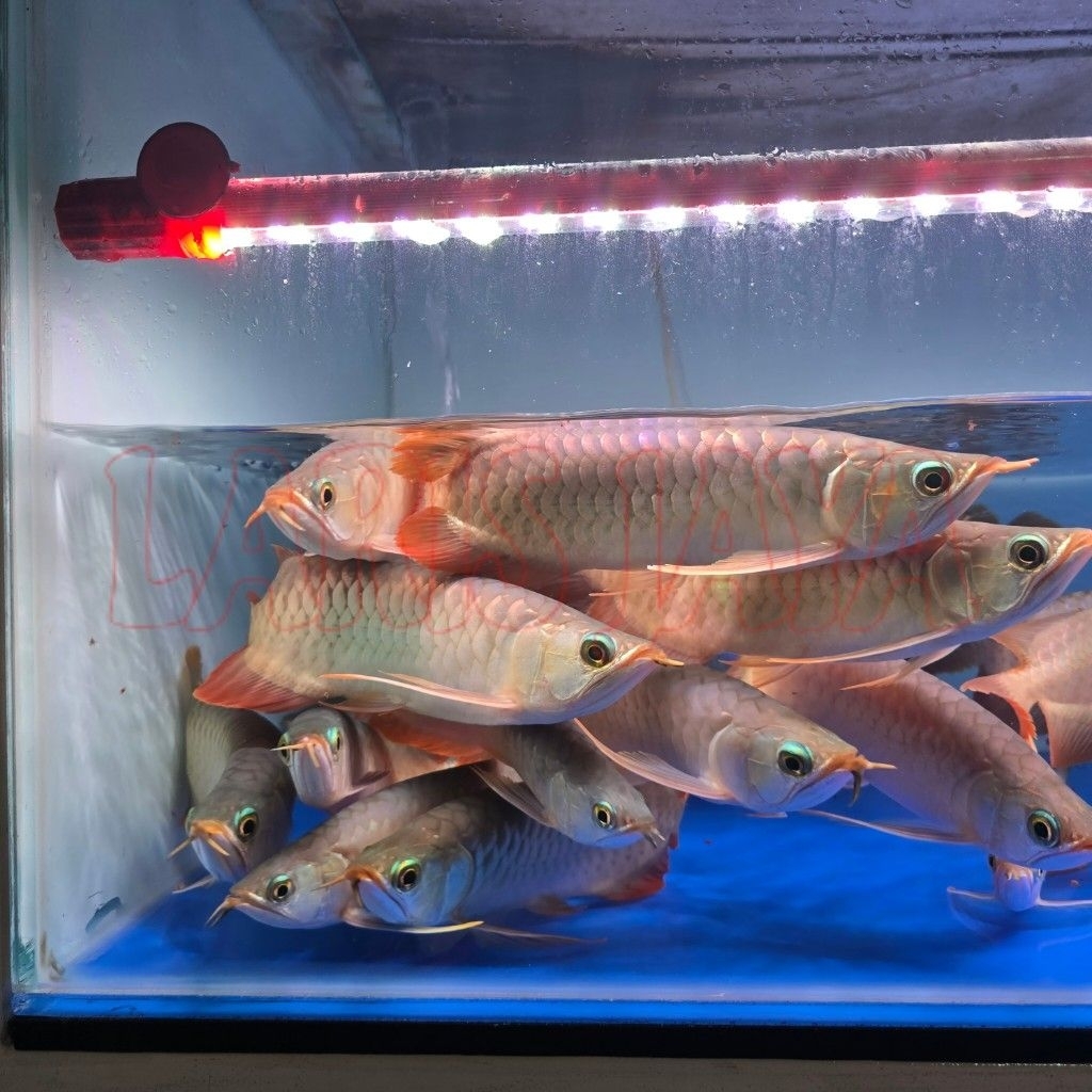 ikan arwana super red 23 25 cm asli sepauk kalimantan barat anak dari indukan special