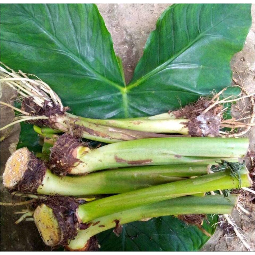 

Bibit talas kimpul 1 kg