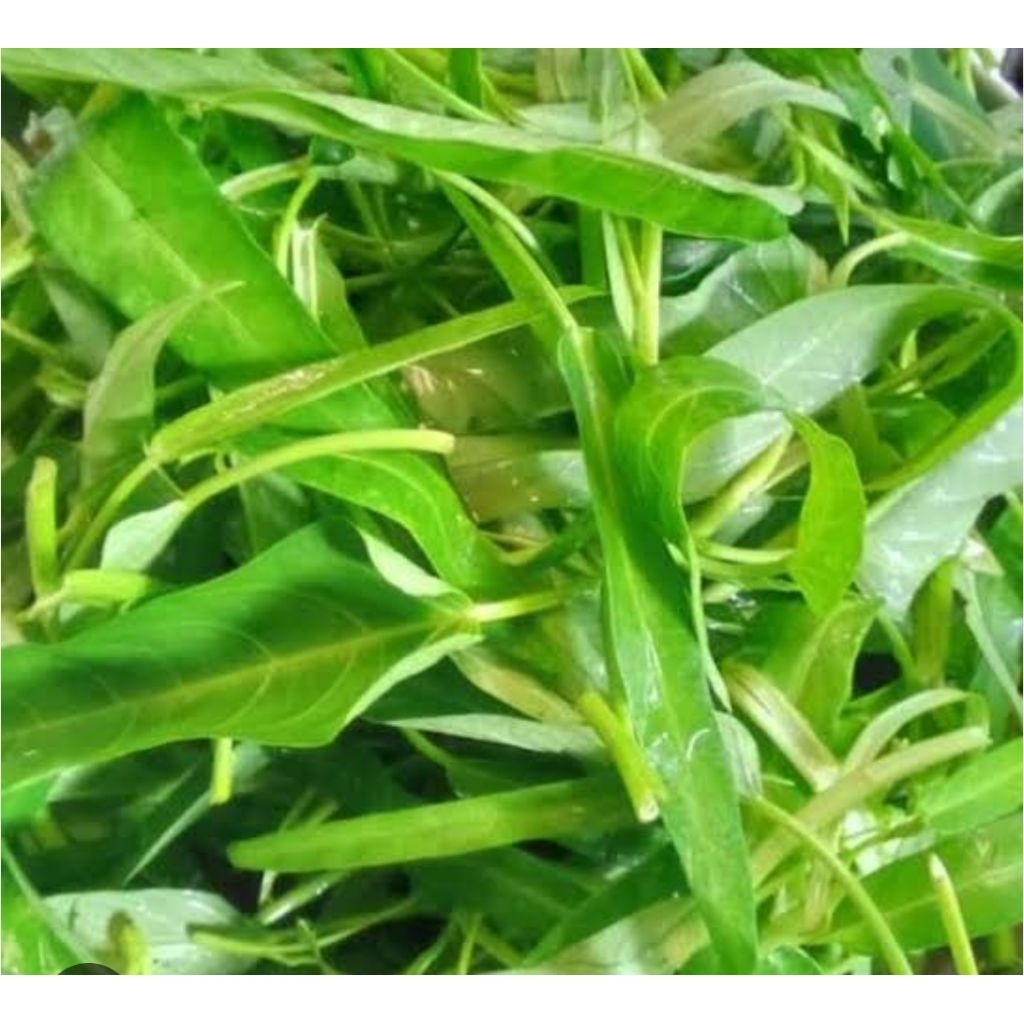 

Sayur kangkung organik berat 1 kg sudah di potong bersih siap di masak