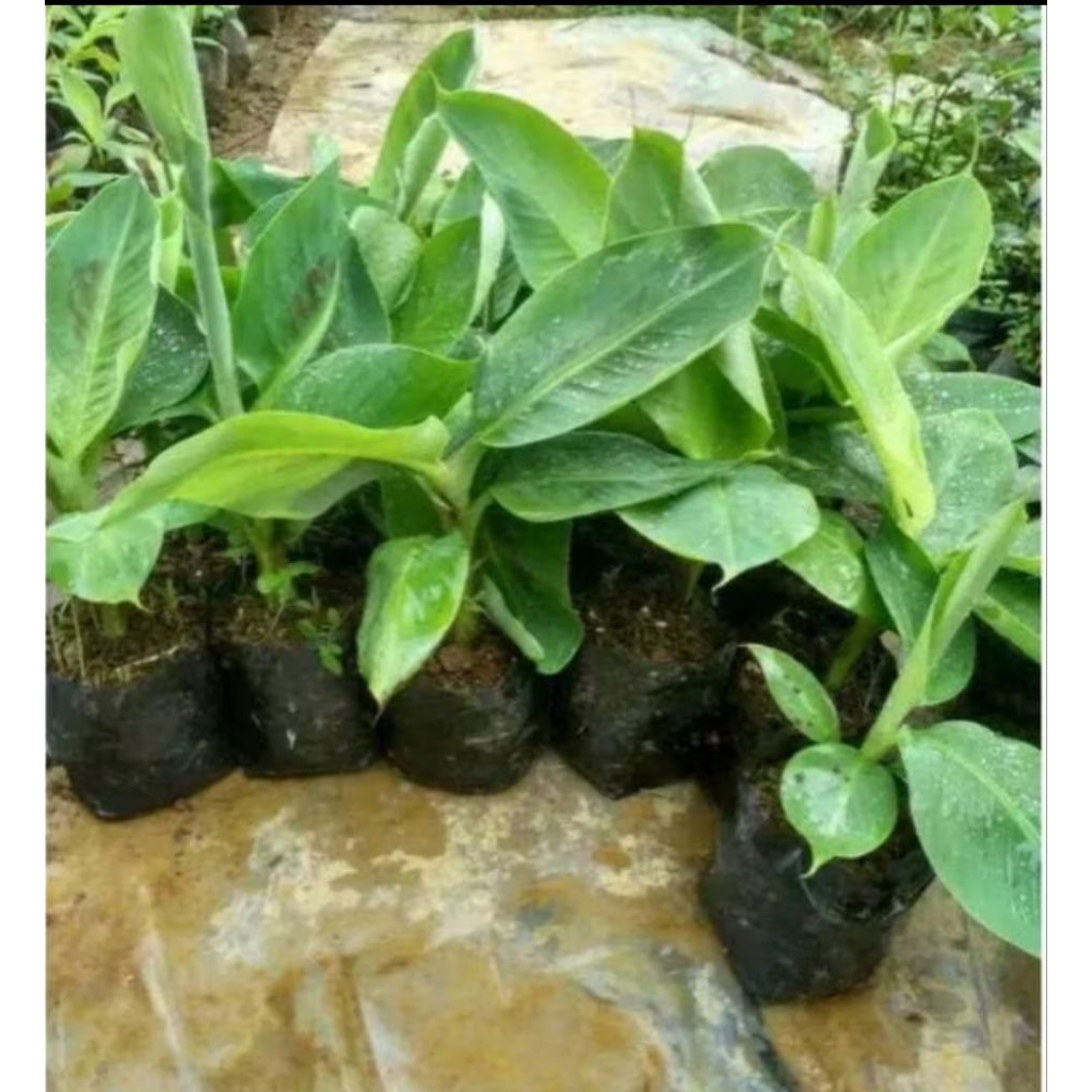 Bibit pohon pisang mas per 1pcs