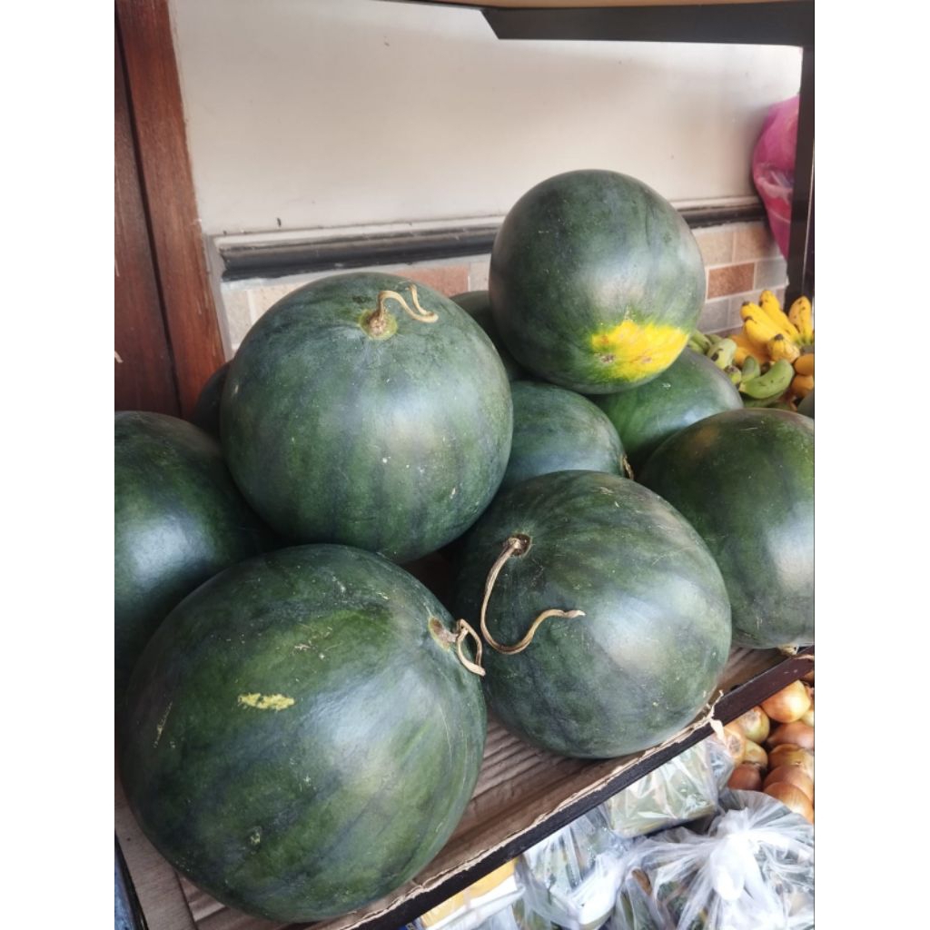 

Semangka Tanpa Biji Perglundung