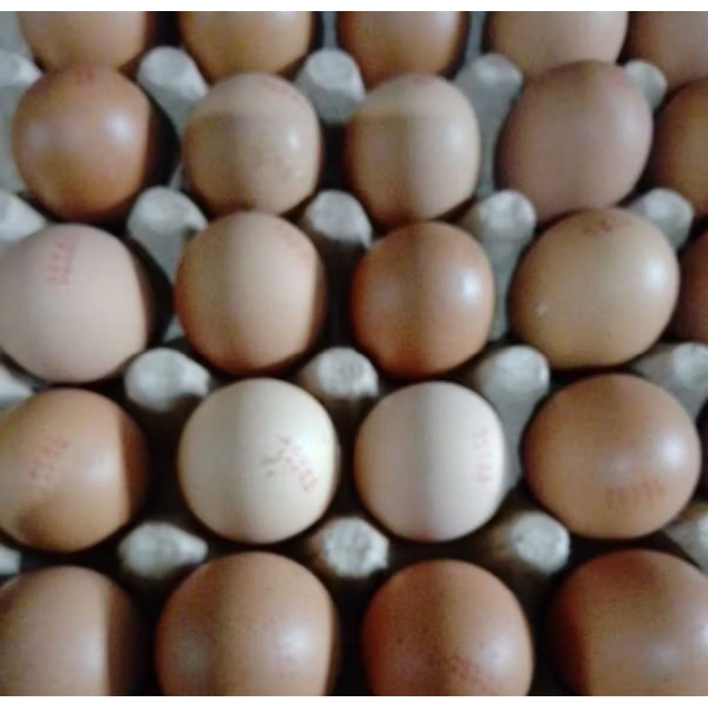 

Telur Organik Omega Royal