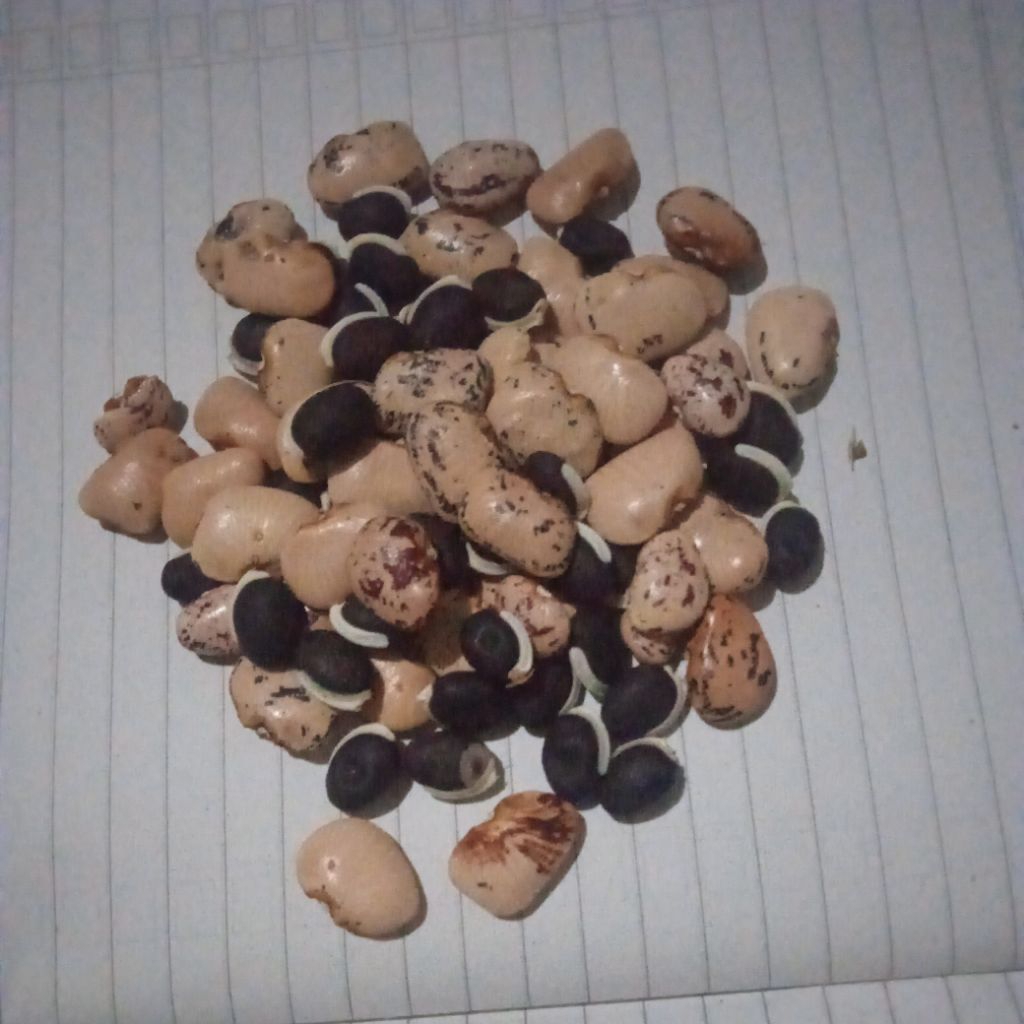 

biji kacang kerotok / biji roay ready setok per 50 biji