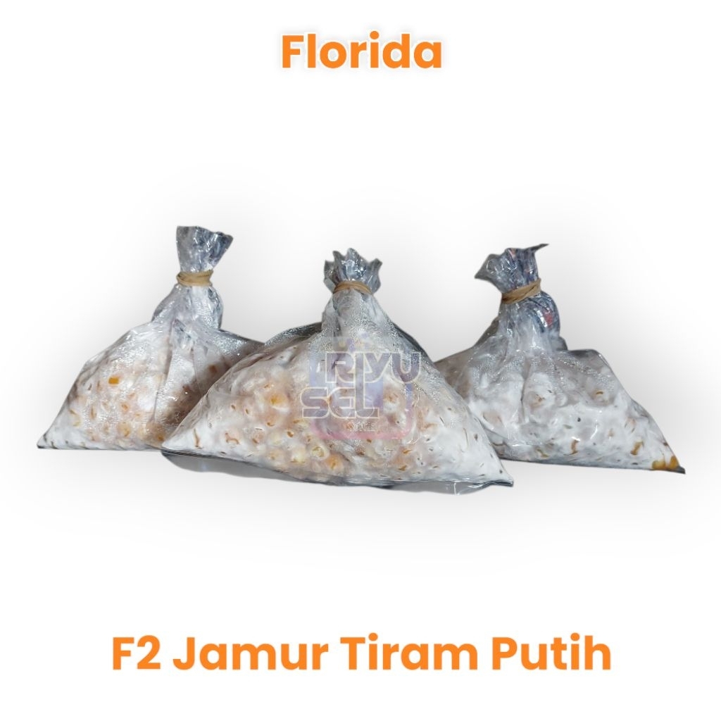 

[BUY 10 FREE 1] riyuselstore - Bibit F2 Jamur Tiram Putih Florida Plastik Besar Super Murah