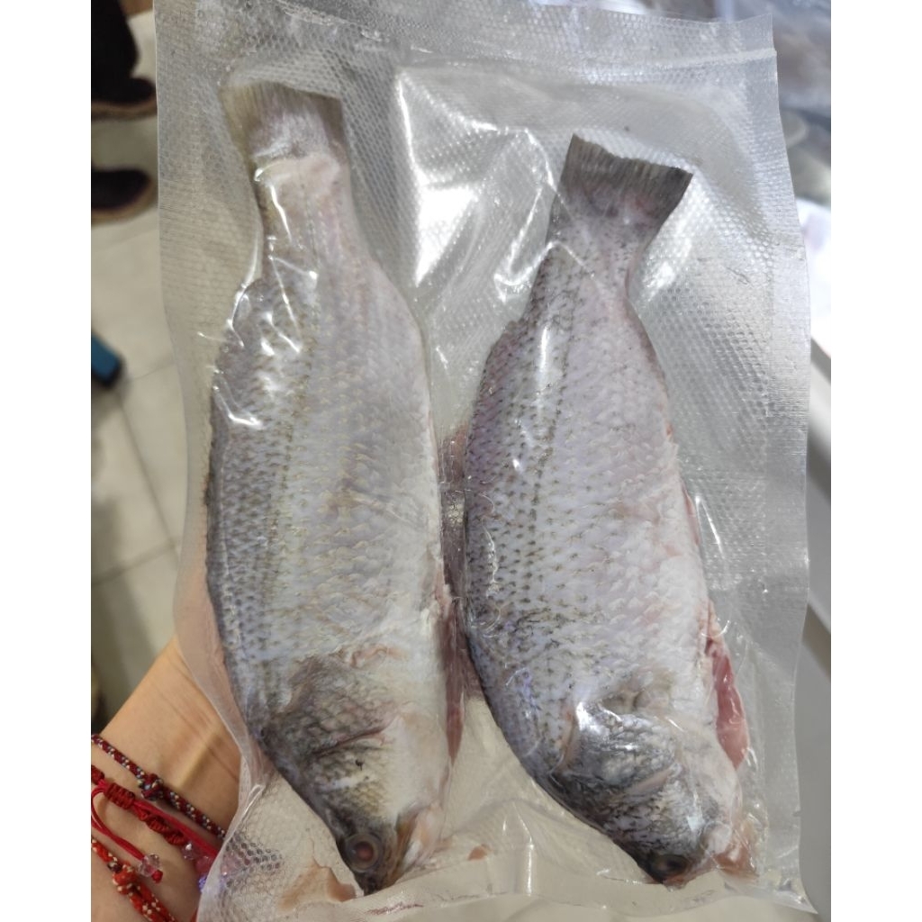 

ikan Kakap Putih Sungai (Baramudi)