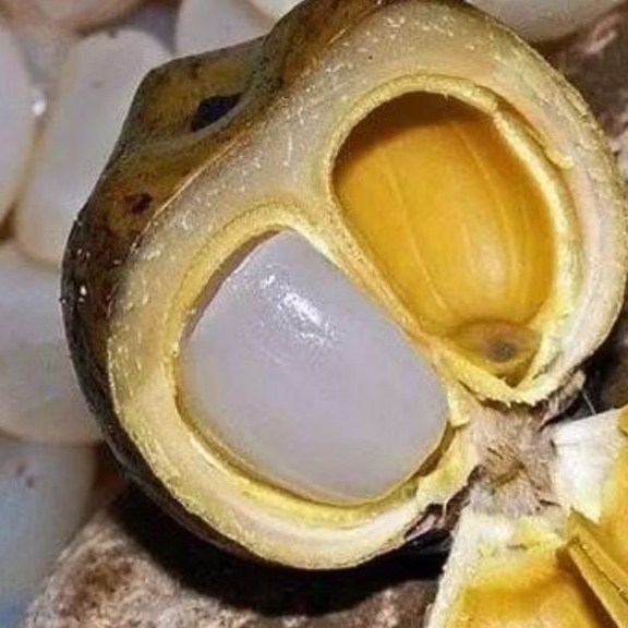 

kolang kaling segar buat manis berat 1 kg