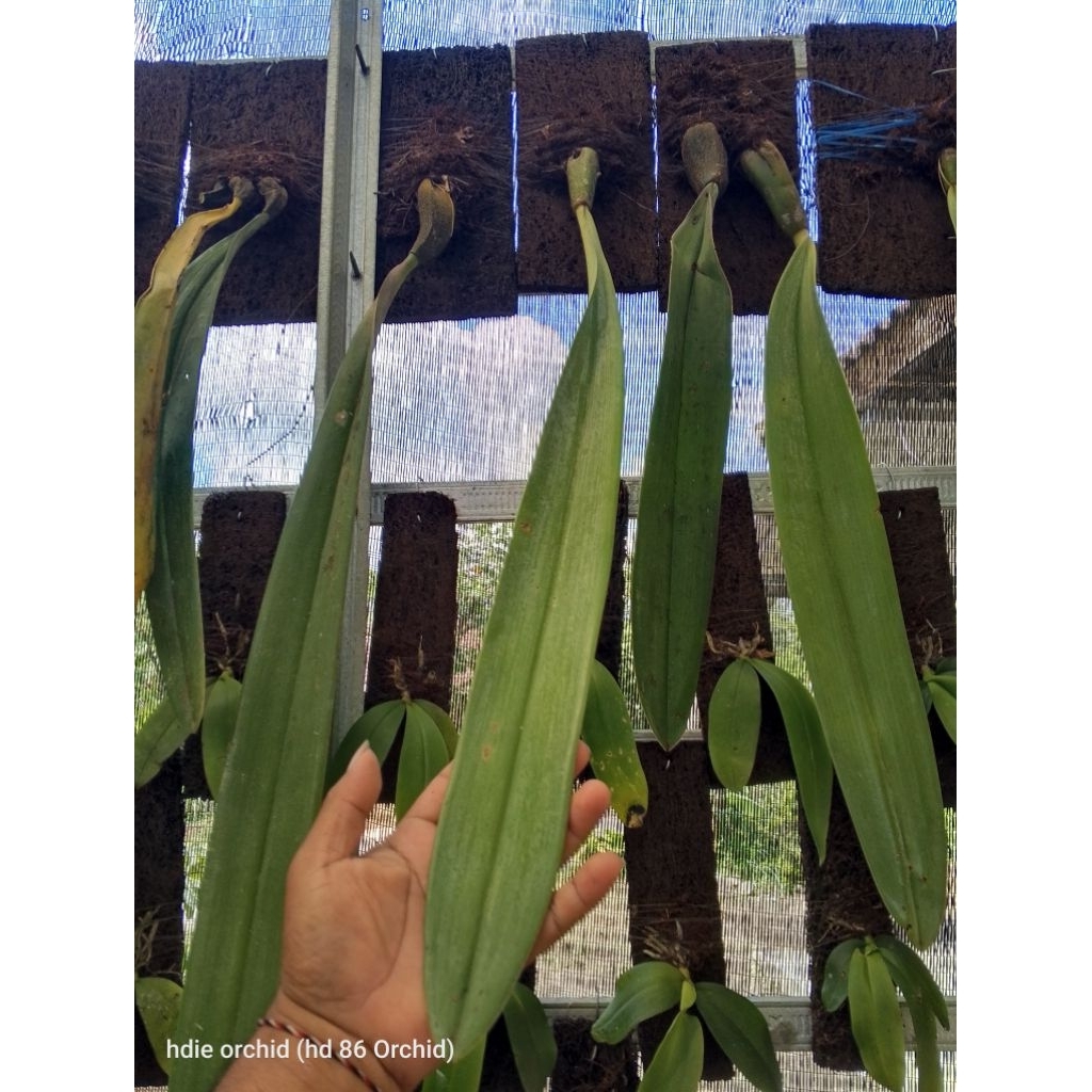 anggrek dasi/ Bulbophyllum Phalaenopsis