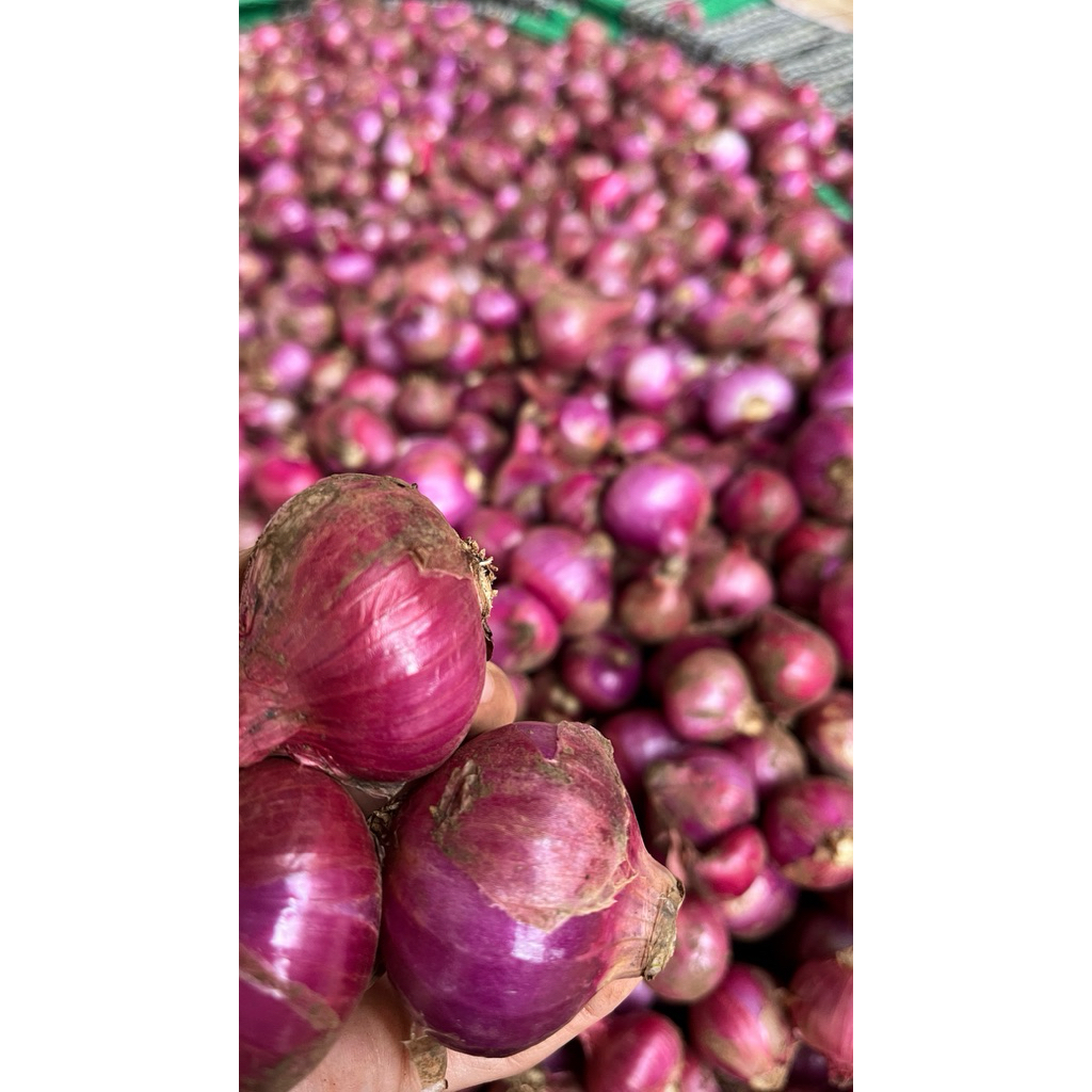 

Bawang Merah 1 KG