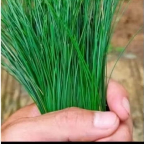 

Teh pinus segar, teh daun pinus herbal segar,diproses saat order masuk per250 gram