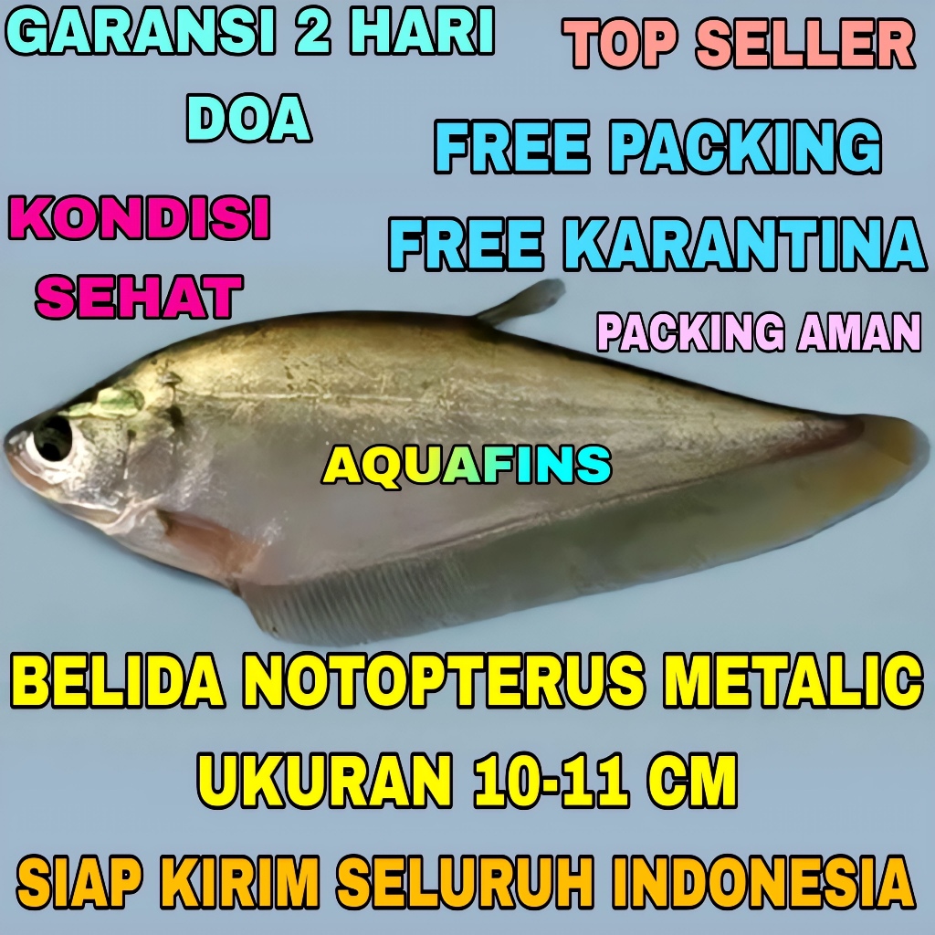 HIASAN BELIDA NOTOPTERUS HITAM METALIC UKURAN 10-11 CM