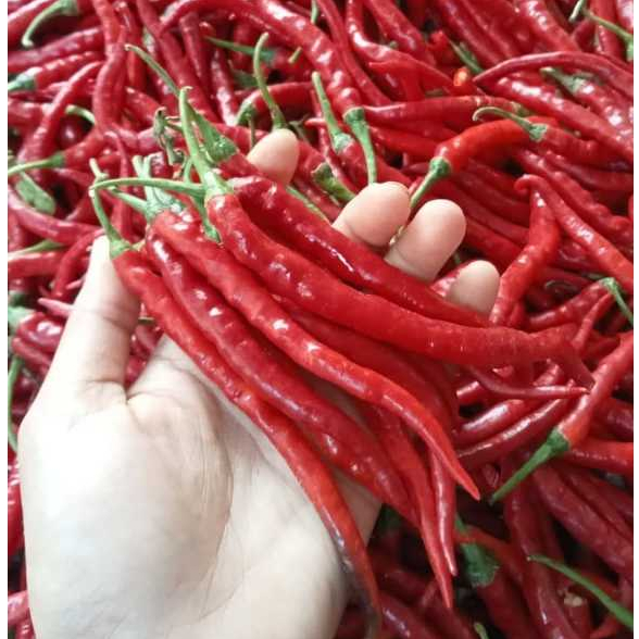 

Cabe Merah Keriting/tampar 500gr, 1000gr
