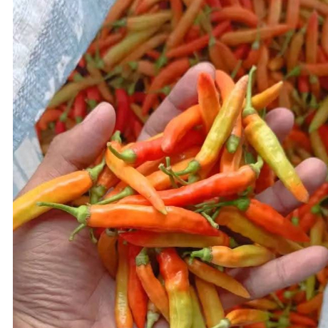 

100 gram cabe rawit segar langsung petik dari petani
