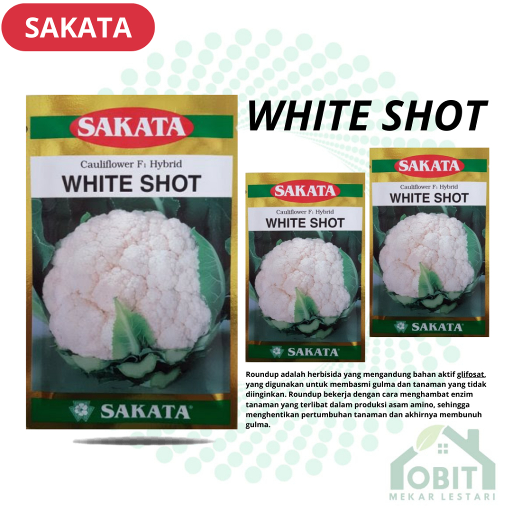 WHITE SHOT F1 - Benih bibit biji sayur sayuran Bunga kembang Kol Hibrida- Cauliflower F1 SAKATA