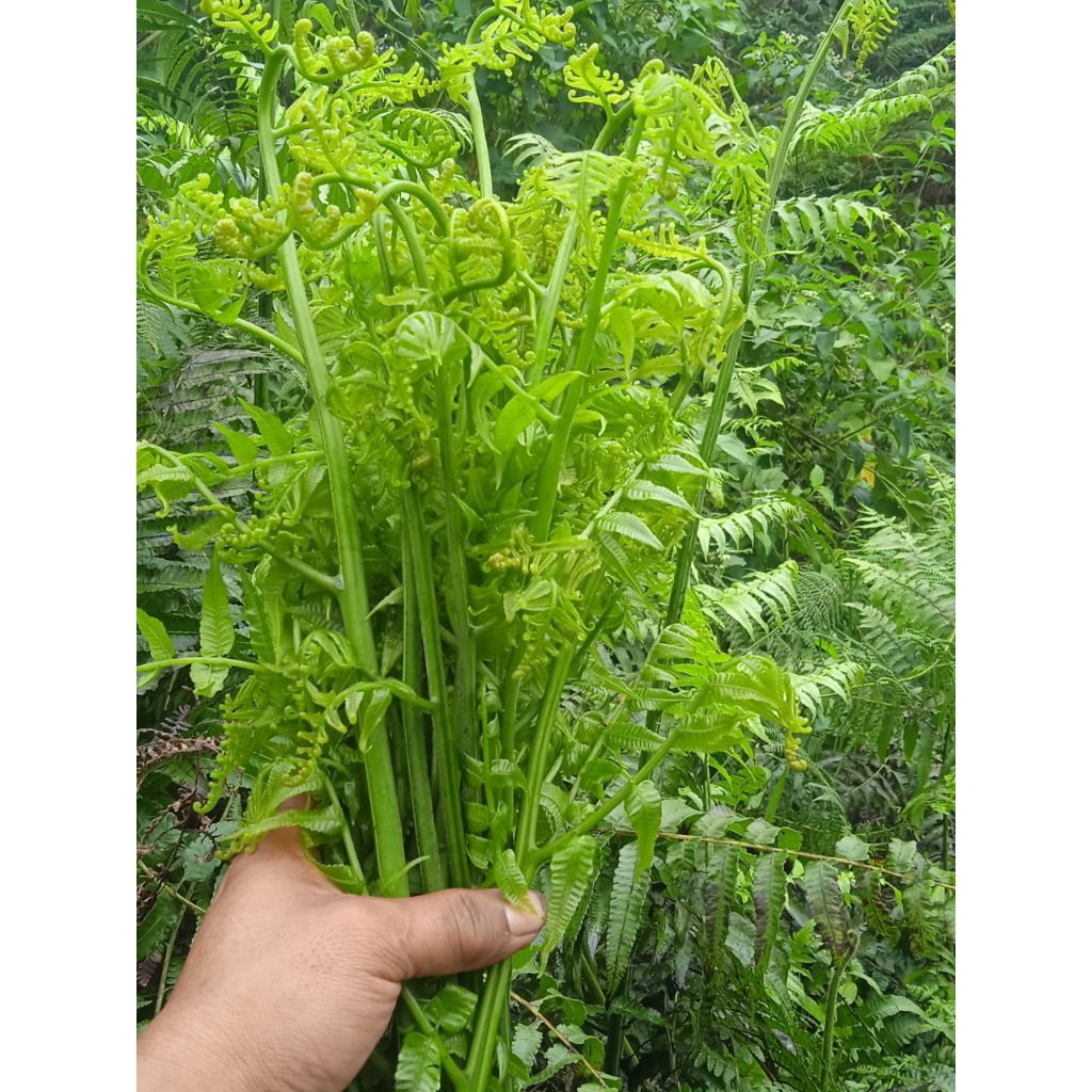

pakis resto sayur segar asli organik 500 grm