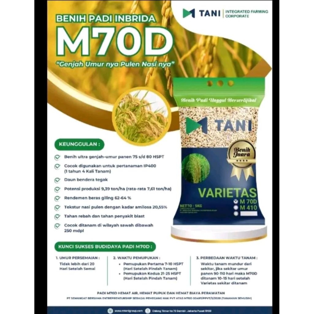 Benih Padi M70D (Biru) Benih padi Genjah umur pendek hemat pupuk hemat air hemat biaya pemeliharaan 