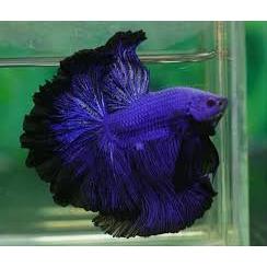 PACKING HELLBOY YELLOW