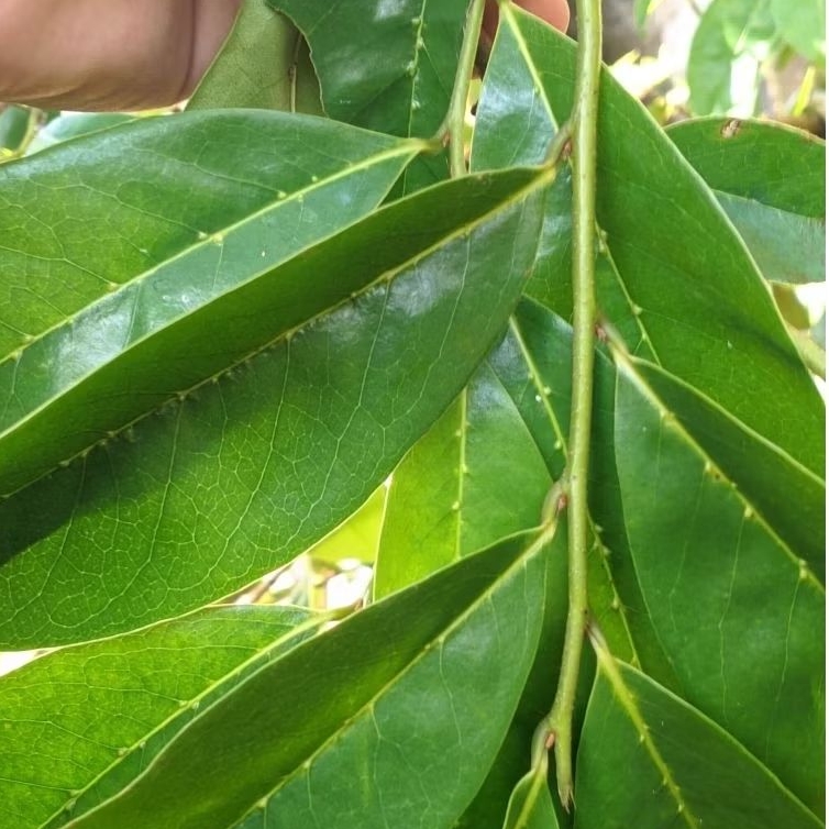 

daun sirsak super obat herbal alami 100% asli per 100 lembar